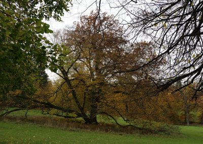Schlosspark Rauischholzhausen