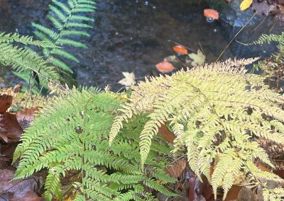 Schlosspark Rauischholzhausen